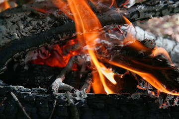 camping fire in the forest