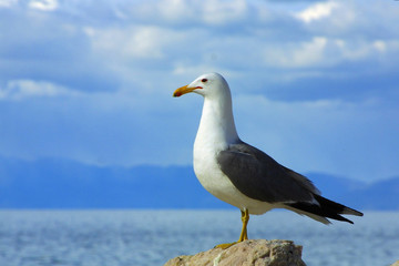 Fototapeta na wymiar lone seagull against blue sky