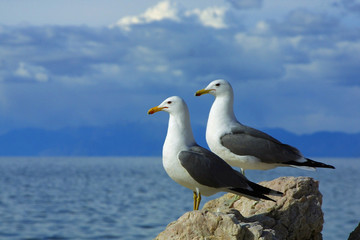 Fototapeta na wymiar two seagulls against blue sky