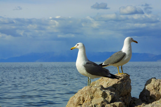 two seagulls against blue sky