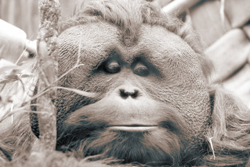 orangatang © Mat Hayward