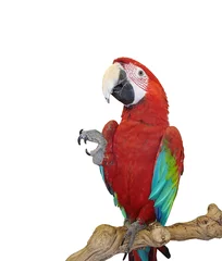 Crédence de cuisine en verre imprimé Perroquet blue wing red macaw