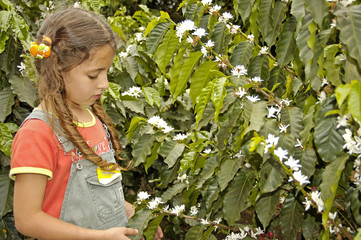 coffee flowers