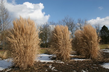 dekorative gräser