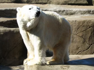 Printed kitchen splashbacks Icebear polar bear
