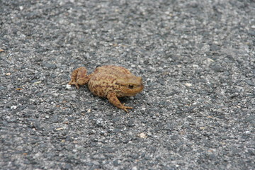 crapaud sur la route