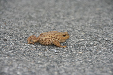 crapaud a pas de loup