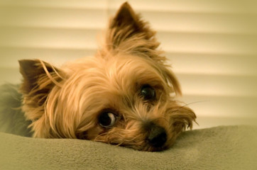sleepy yorkie
