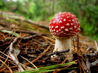 toadstool in the forest