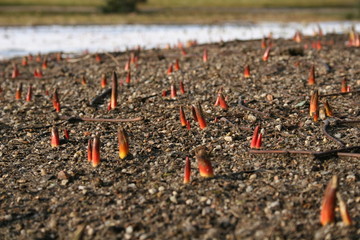 keimende tulpenzwiebeln