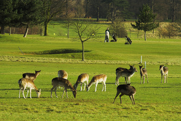 deers on the golf field