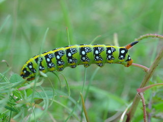 howk moths (hyles galii)