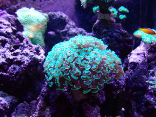 Obraz premium corail