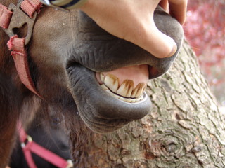 dents de poney