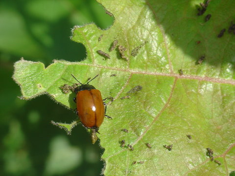 leaf beetle (melasoma sp.)