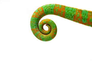 chameleon tail