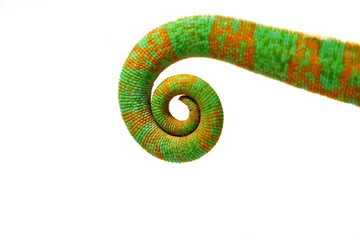 Acrylic prints Chameleon chameleon tail