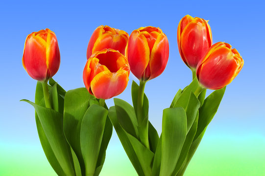 spring.