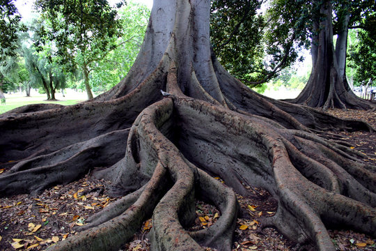 Fototapeta tree roots