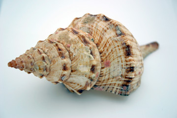 shell