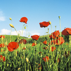 coquelicot