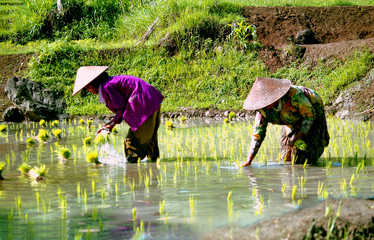 rijstplantage in Indonesië