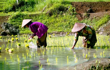 Fototapete Indonesien plantation de riz en indonésie