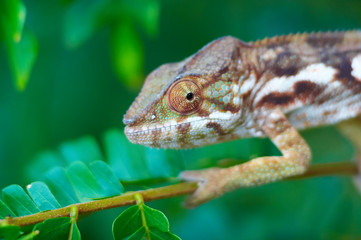 wild chameleon, madagascar