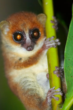 Wild Mouse Lemur, Madagascar 2