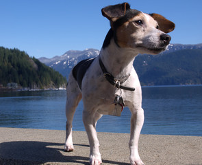 jack russell terrier