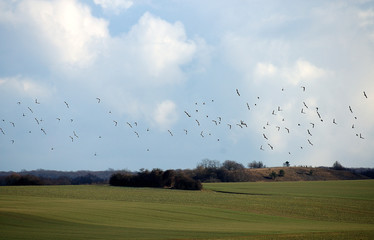 les oiseaux