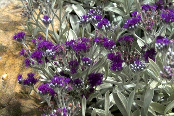 flora