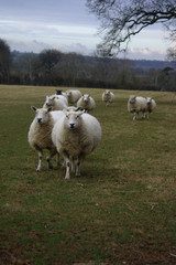 Fototapeta premium following sheep