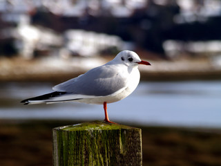 black-headed gull on a post