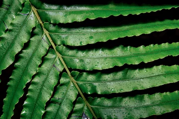 Schilderijen op glas large fern leaf © sumnersgraphicsinc
