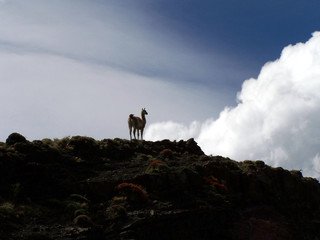 guanaco on a hill