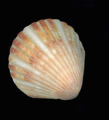 scallop shell