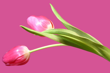 Obraz premium tulpen 1