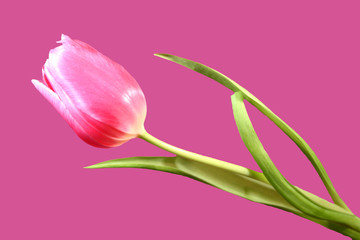 tulpe