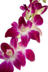 Fototapeta na wymiar red orchid isolated on white