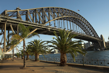 palm trees at sydney harbour