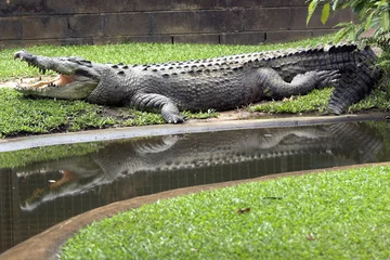 Cercles muraux Crocodile crocodile reflection