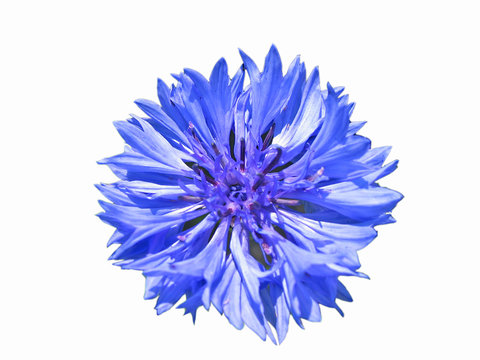 Fototapeta kornblumenblüte