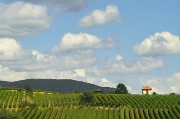 Fototapeta na wymiar winnice w lecie