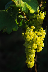 glowing wine grapes