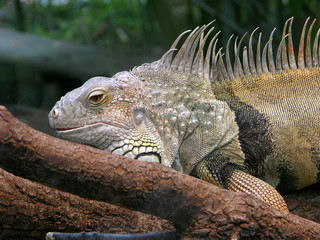 iguane