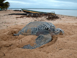 tortue luth