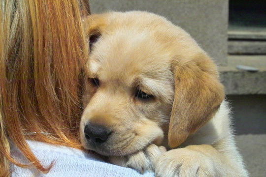labrador