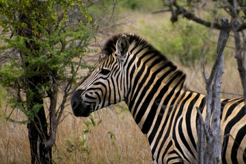 Fototapeta na wymiar zebra in freier natur