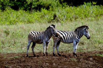 Fototapeta na wymiar zebras in der wildnis